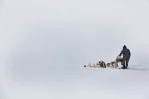 Chiens de traineaux - photographie sur les chiens de mushers de Jean-Pierre Collin